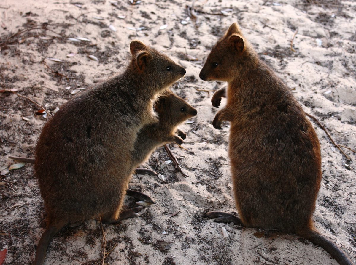 Quokkas on Rottnest Island