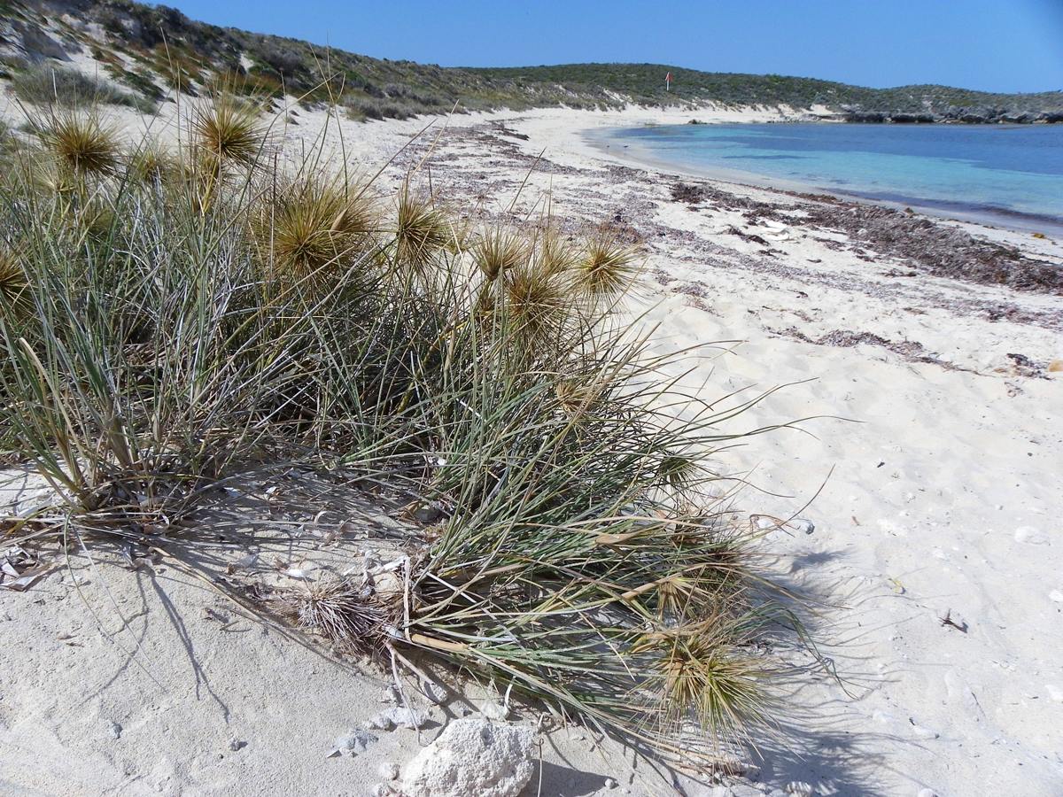 White sand and turquoise water on Rottnest Island