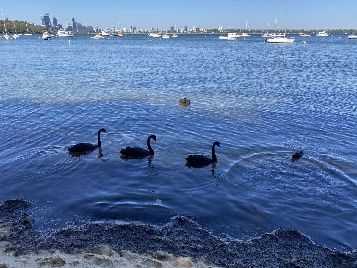 Black swans on the Swan River