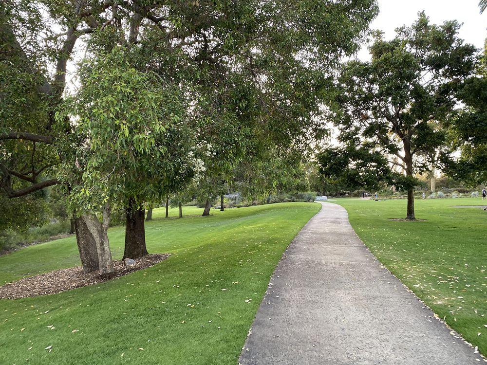 Tree-lined path in Kings Park