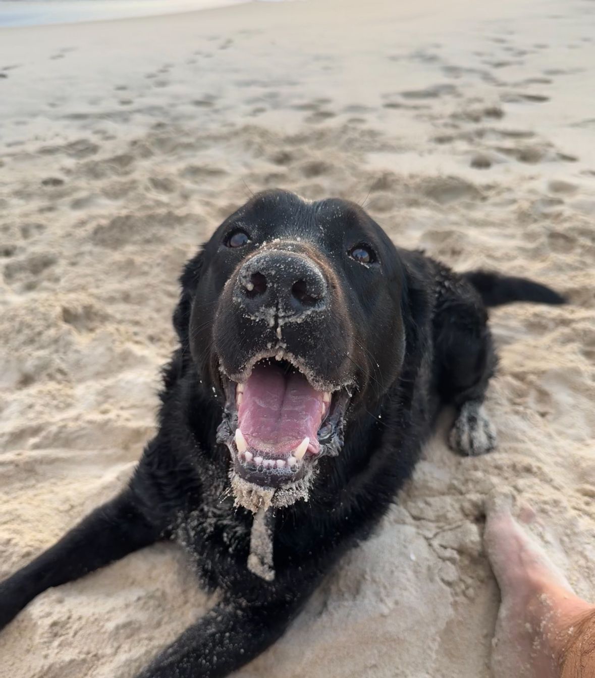 Norman the black Labrador on a Perth beach