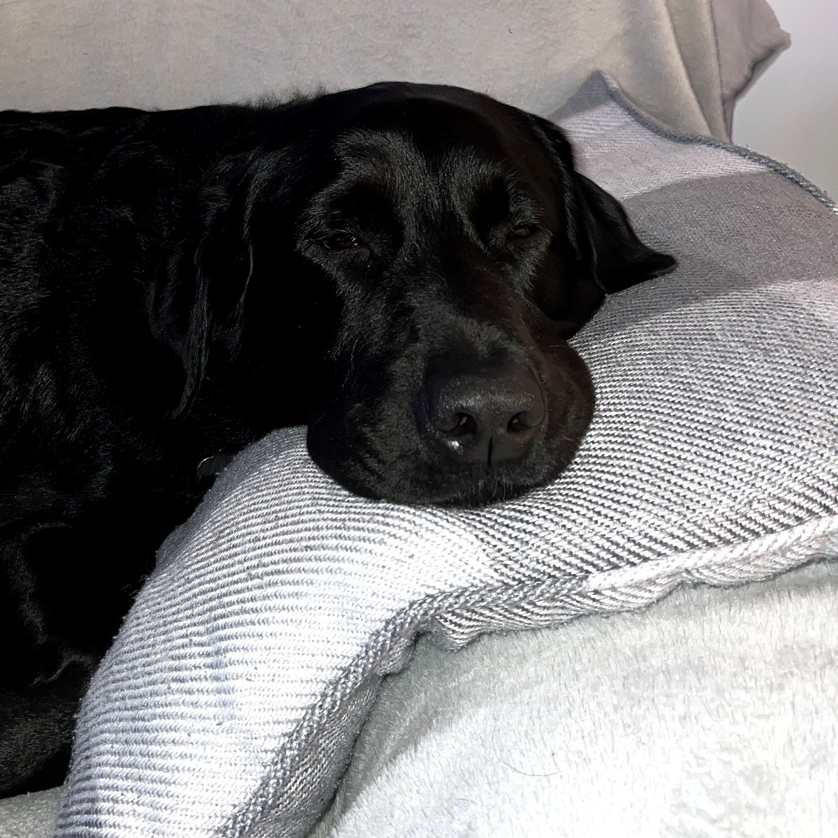 Norman sleeping on a sofa cushion