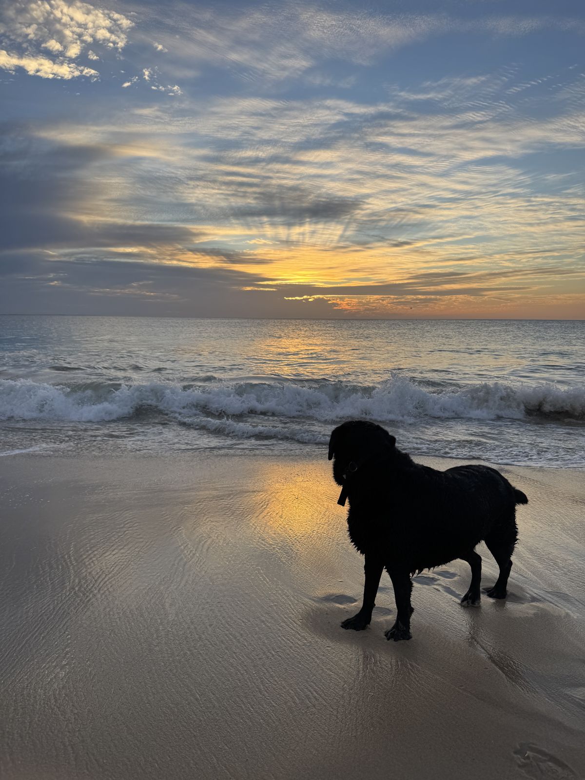 Silhouette of Norman on the beach at sunset